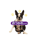 犬のおさかな兄妹（個別スタンプ：5）