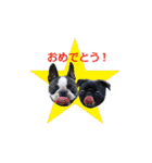 犬のおさかな兄妹（個別スタンプ：6）
