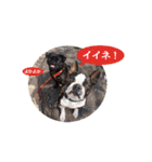 犬のおさかな兄妹（個別スタンプ：7）