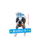 犬のおさかな兄妹（個別スタンプ：8）