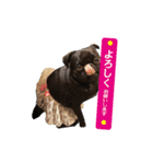 犬のおさかな兄妹（個別スタンプ：9）