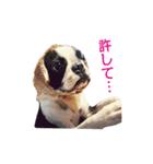 犬のおさかな兄妹（個別スタンプ：14）