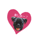 犬のおさかな兄妹（個別スタンプ：15）