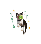 犬のおさかな兄妹（個別スタンプ：16）