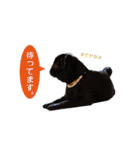 犬のおさかな兄妹（個別スタンプ：17）