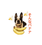 犬のおさかな兄妹（個別スタンプ：23）
