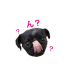 犬のおさかな兄妹（個別スタンプ：24）