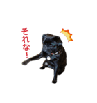 犬のおさかな兄妹（個別スタンプ：26）