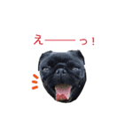 犬のおさかな兄妹（個別スタンプ：29）