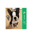 犬のおさかな兄妹（個別スタンプ：32）
