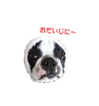 犬のおさかな兄妹（個別スタンプ：33）