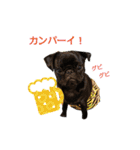 犬のおさかな兄妹（個別スタンプ：34）