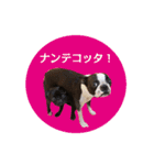 犬のおさかな兄妹（個別スタンプ：36）