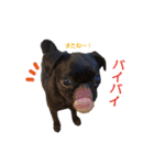 犬のおさかな兄妹（個別スタンプ：40）