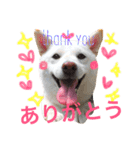柴犬チョコ2（個別スタンプ：4）