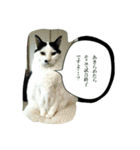 しょとら 2（個別スタンプ：9）