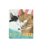 しょとら 2（個別スタンプ：10）