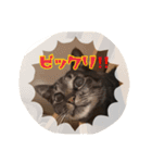 Karincho 6（個別スタンプ：2）