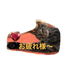 Karincho 6（個別スタンプ：8）
