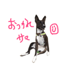 バセシスターズ（個別スタンプ：11）