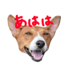 バセシスターズ（個別スタンプ：16）