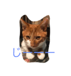 catkf（個別スタンプ：1）