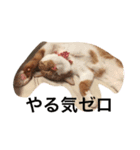 catkf（個別スタンプ：2）