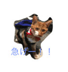 catkf（個別スタンプ：4）