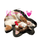 catkf（個別スタンプ：5）