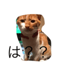 catkf（個別スタンプ：6）