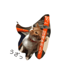 catkf（個別スタンプ：8）