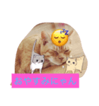 nekonana288（個別スタンプ：1）