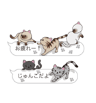 【じゅんこ】猫だらけの吹き出し（個別スタンプ：4）