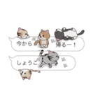 【しょうこ】猫だらけの吹き出し（個別スタンプ：39）