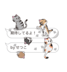 【せつこ】猫だらけの吹き出し（個別スタンプ：30）