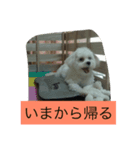 蘭たん（個別スタンプ：1）