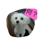 蘭たん（個別スタンプ：2）