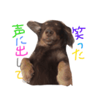 キャビアスタンプ（個別スタンプ：9）