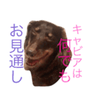 キャビアスタンプ（個別スタンプ：10）