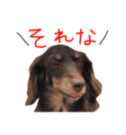 キャビアスタンプ（個別スタンプ：15）