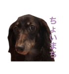 キャビアスタンプ（個別スタンプ：17）