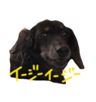キャビアスタンプ（個別スタンプ：24）