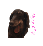 キャビアスタンプ（個別スタンプ：34）