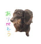 キャビアスタンプ（個別スタンプ：38）