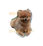 ポメラニアンのぽんちゃん（個別スタンプ：2）