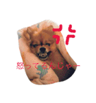 ポメラニアンのぽんちゃん（個別スタンプ：3）