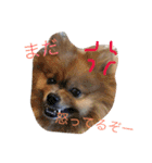 ポメラニアンのぽんちゃん（個別スタンプ：4）