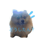 ポメラニアンのぽんちゃん（個別スタンプ：6）