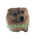 ポメラニアンのぽんちゃん（個別スタンプ：7）