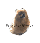 ポメラニアンのぽんちゃん（個別スタンプ：11）